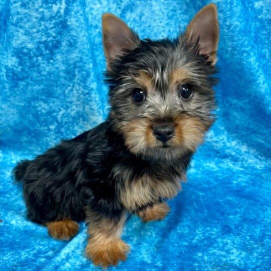 Silky Terrier DOG Male Black/Tan 2674 Petland Pensacola, Florida