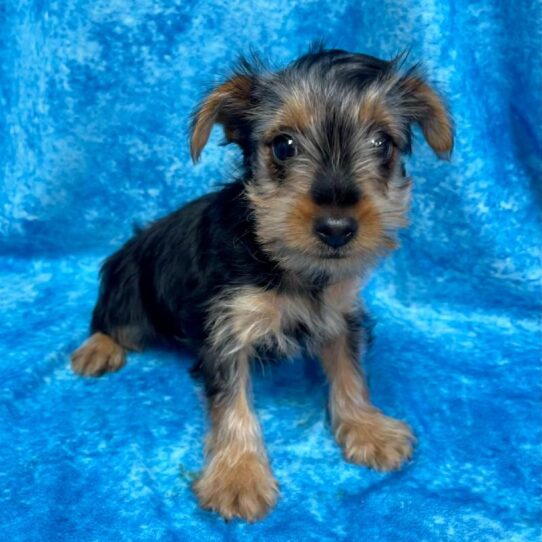 Yorkie DOG Male Black / Tan 2650 Petland Pensacola, Florida