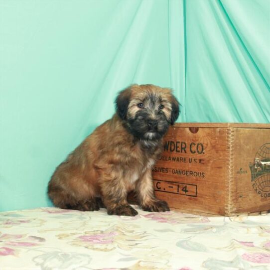 Soft Coated Wheaten Terrier DOG Male Wheaten 2681 Petland Pensacola, Florida