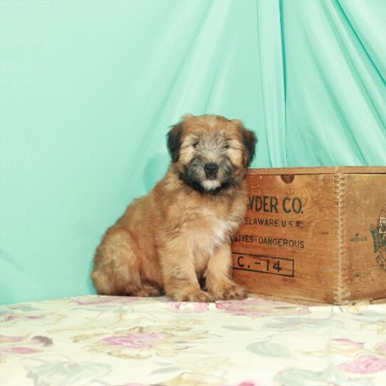 Soft Coated Wheaten Terrier DOG Female Wheaten 2682 Petland Pensacola, Florida