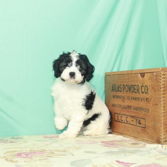 Cavapoo DOG Female Black White / Tan 2684 Petland Pensacola, Florida