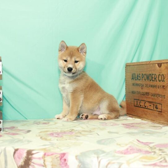 Shiba Inu DOG Male Red Sesame 2685 Petland Pensacola, Florida