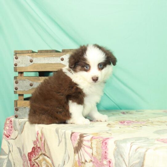 Australian Shepherd DOG Male Red / Tan 2686 Petland Pensacola, Florida