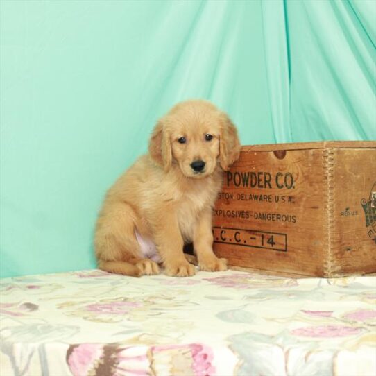 Golden Retriever DOG Male Golden 2689 Petland Pensacola, Florida