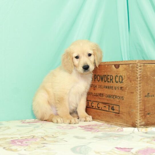 Golden Retriever DOG Female Light Golden 2690 Petland Pensacola, Florida