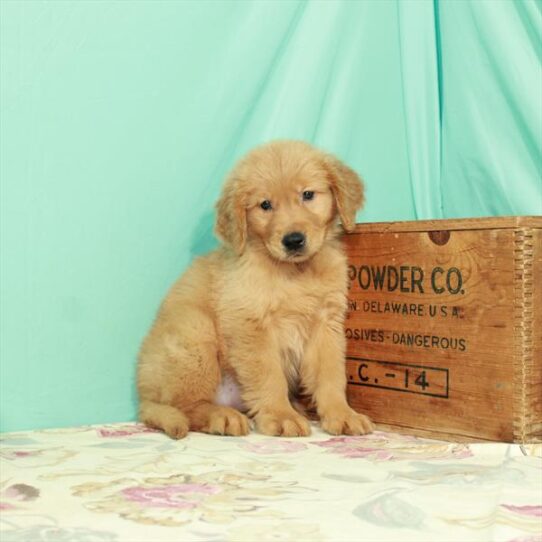 Golden Retriever DOG Female Golden 2691 Petland Pensacola, Florida