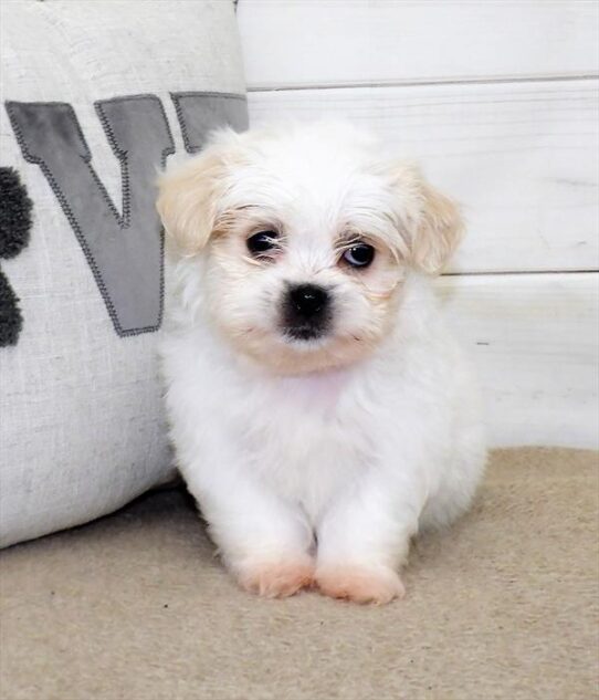 Teddy Bear-DOG-Male-Cream-2692-Petland Pensacola, Florida