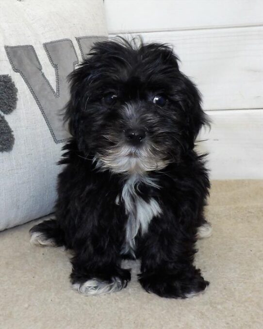 Lhasa-Poo DOG Male Black 2693 Petland Pensacola, Florida