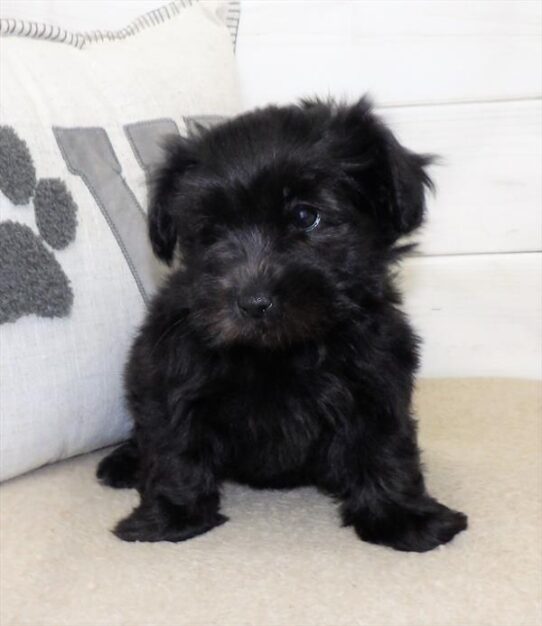 Havanese DOG Female Black 2694 Petland Pensacola, Florida