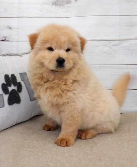 Chow Chow DOG Male Cream 2695 Petland Pensacola, Florida