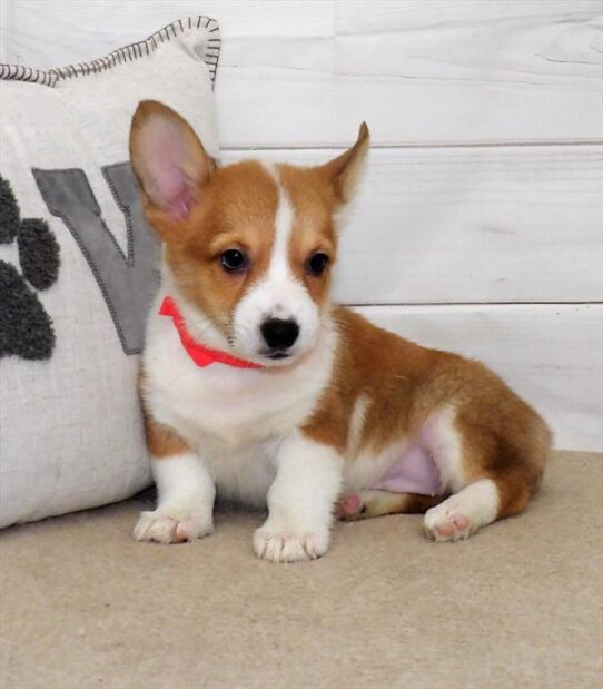 Pembroke Welsh Corgi DOG Female Red / White 2696 Petland Pensacola, Florida