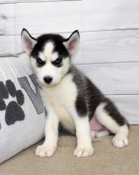 Siberian Husky DOG Male Black / White 2698 Petland Pensacola, Florida