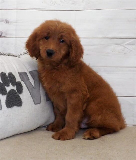 Goldendoodle DOG Male Red 2699 Petland Pensacola, Florida