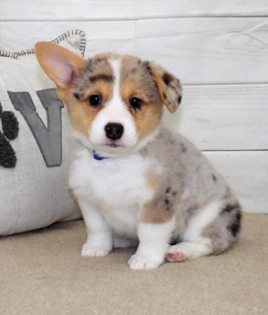 Pembroke Welsh Corgi DOG Female Blue Merle 2700 Petland Pensacola, Florida