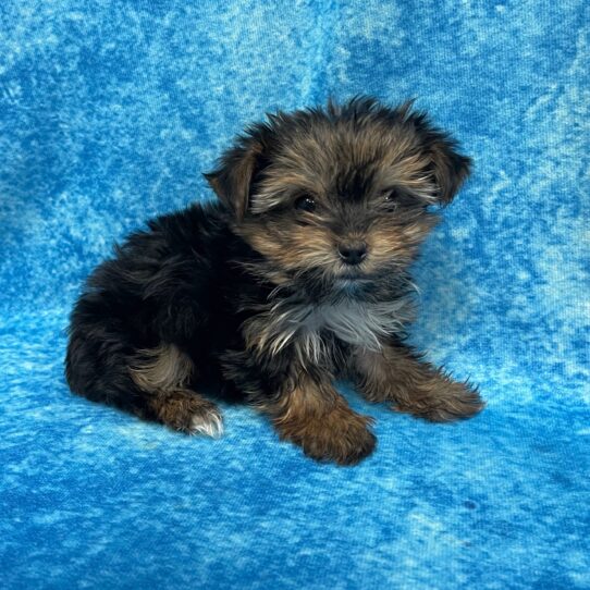 Yorkie DOG Female Black / Tan 2697 Petland Pensacola, Florida