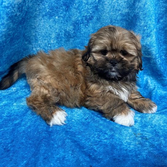 Lhasa Apso DOG Male Golden 2712 Petland Pensacola, Florida