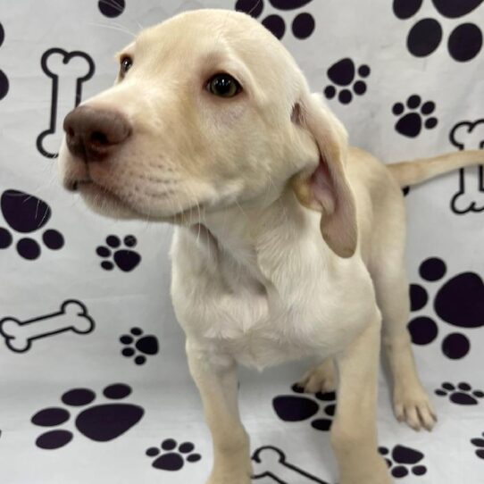 Labrador Retriever DOG Male Yellow 2596 Petland Pensacola, Florida