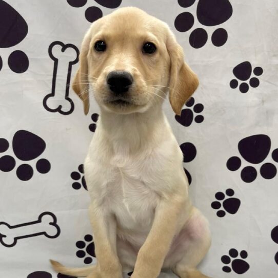 Labrador Retriever DOG Female Yellow 2597 Petland Pensacola, Florida