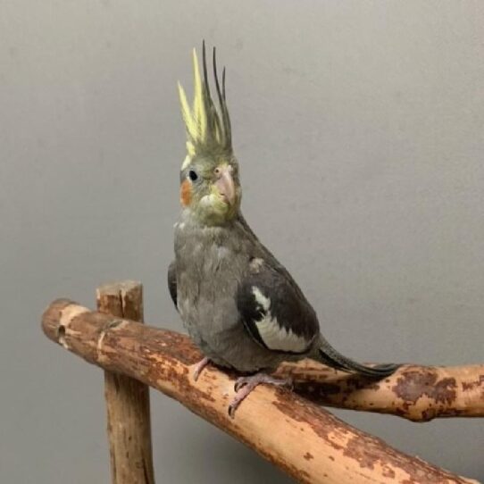 Cockatiel-BIRD-Female-GREY-569-Petland Pensacola, Florida