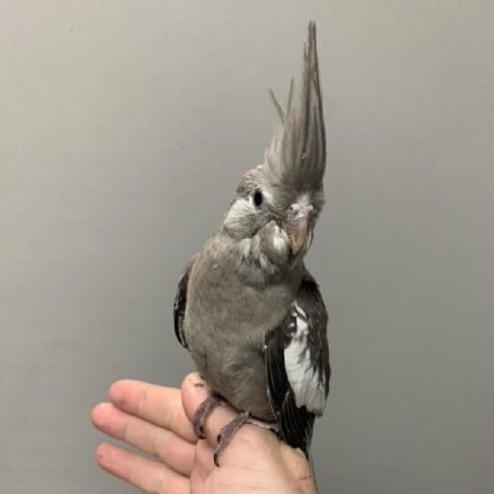 Cockatiel-BIRD-Female-WHITE FACE GREY-564-Petland Pensacola, Florida