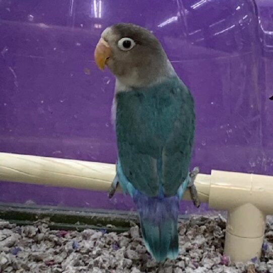 Lovebird-BIRD-Unknown-Black Masked-556-Petland Pensacola, Florida