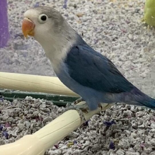 Lovebird-BIRD-Unknown-Black Masked-557-Petland Pensacola, Florida