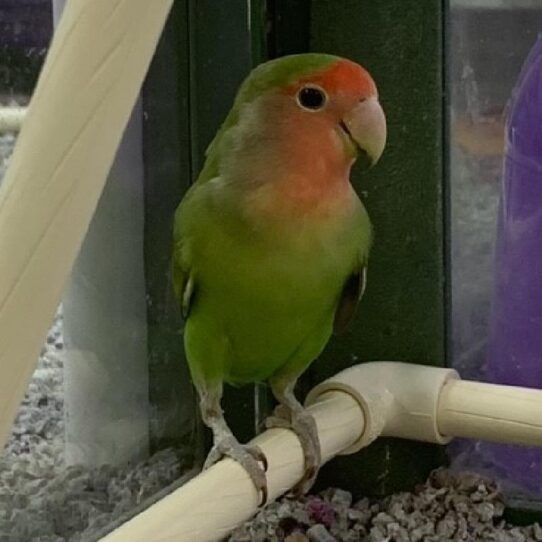 Lovebird-BIRD-Unknown-Peach Face-555-Petland Pensacola, Florida