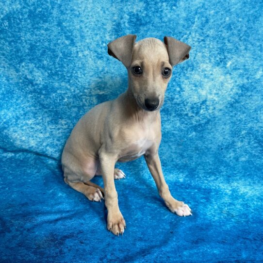 Italian Greyhound DOG Male Blue Fawn 2740 Petland Pensacola, Florida