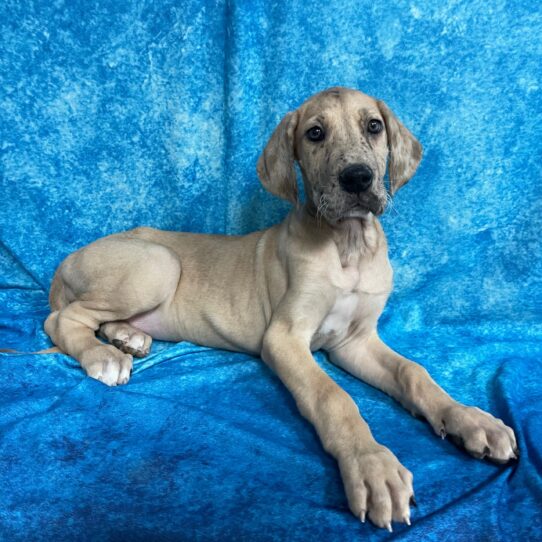 Great Dane DOG Female Fawn 2723 Petland Pensacola, Florida