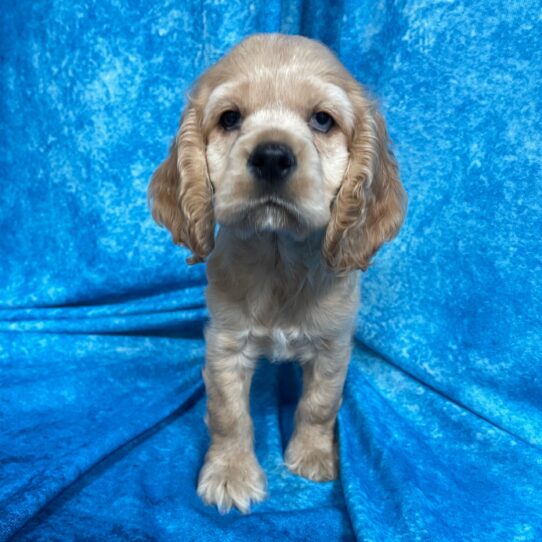 Cocker Spaniel DOG Male Buff 2735 Petland Pensacola, Florida