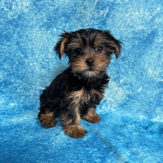 Yorkie DOG Female Black / Tan 2745 Petland Pensacola, Florida