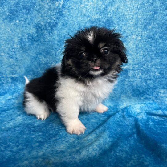 Pekingese DOG Female White Black / Tan 2743 Petland Pensacola, Florida