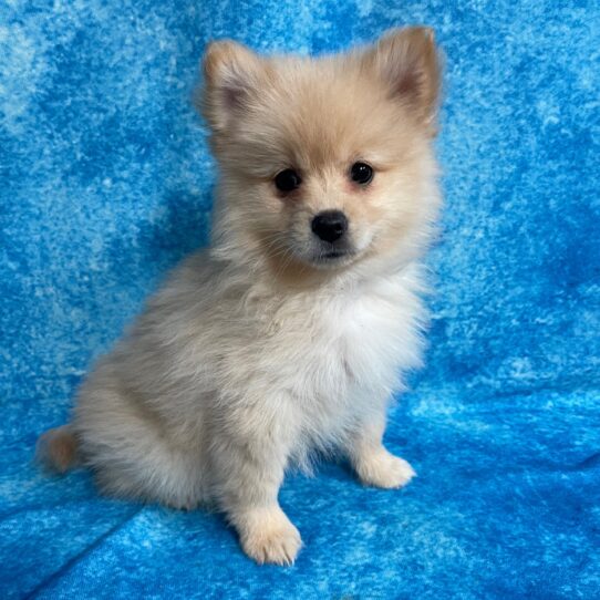 Pomeranian DOG Female Orange 2741 Petland Pensacola, Florida