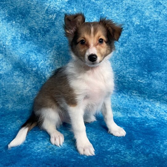 Sheltie DOG Male Sable / White 2725 Petland Pensacola, Florida