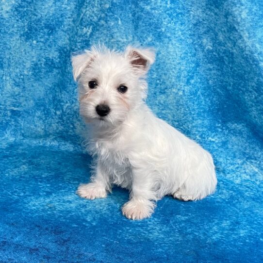 West Highland White Terrier DOG Female White 2744 Petland Pensacola, Florida