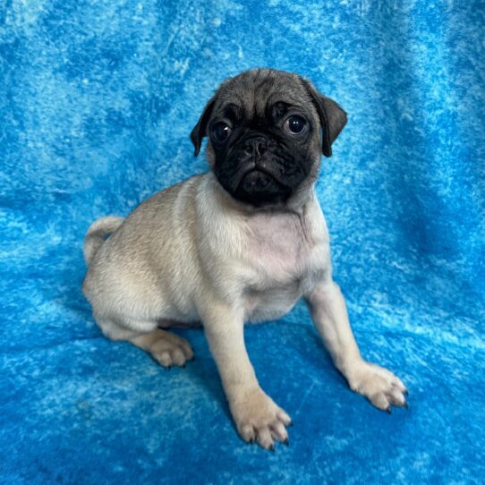 Pug DOG Male Fawn 2729 Petland Pensacola, Florida