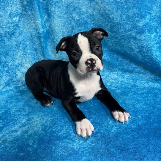 Boston Terrier DOG Male Black / White 2730 Petland Pensacola, Florida