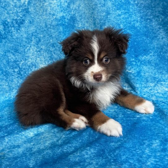 Australian Shepherd DOG Male Red / Tan 2737 Petland Pensacola, Florida