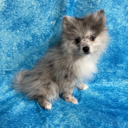 Pomeranian DOG Male Blue Merle 2726 Petland Pensacola, Florida