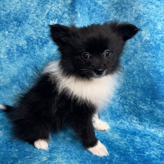 Pomeranian DOG Female Black 2727 Petland Pensacola, Florida