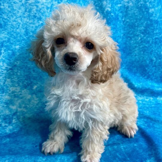 Poodle DOG Female Apricot 2742 Petland Pensacola, Florida