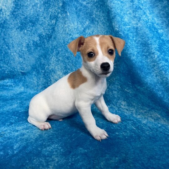 Jack Russell Terrier DOG Male White / Red 2738 Petland Pensacola, Florida