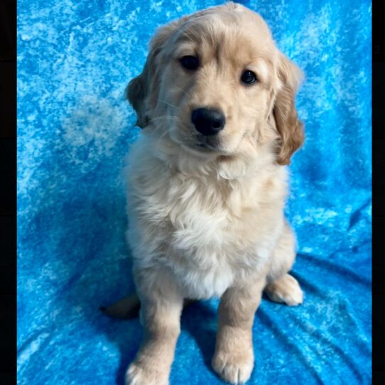 Golden Retriever DOG Female Golden 2728 Petland Pensacola, Florida