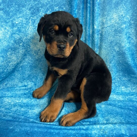 Rottweiler DOG Female Black / Rust 2731 Petland Pensacola, Florida