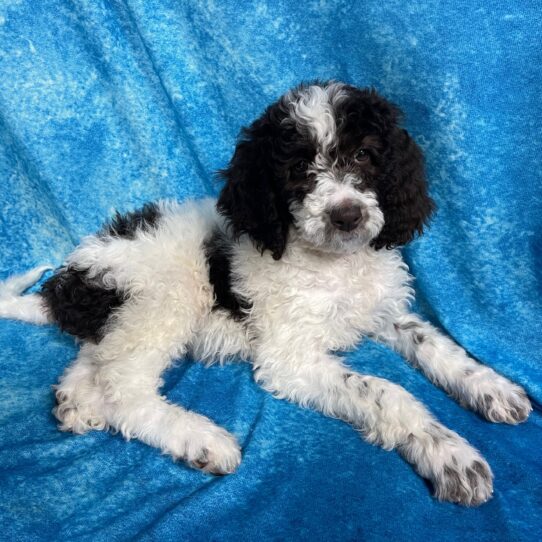 Newfoundland-Poodle DOG Female White / Chocolate 2747 Petland Pensacola, Florida