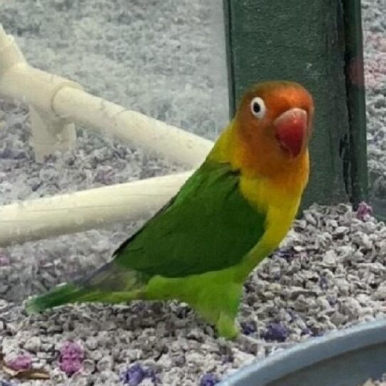 Lovebird-BIRD-Unknown-Fishers-554-Petland Pensacola, Florida