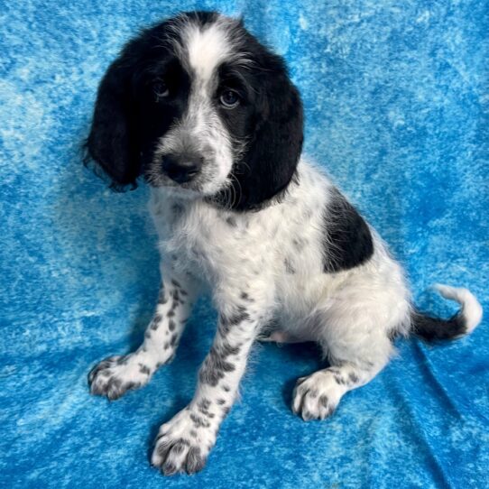 Newfoundland-Poodle-DOG-Male-White / Black-2746-Petland Pensacola, Florida