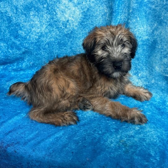 Soft Coated Wheaten Terrier DOG Male Wheaten 2736 Petland Pensacola, Florida