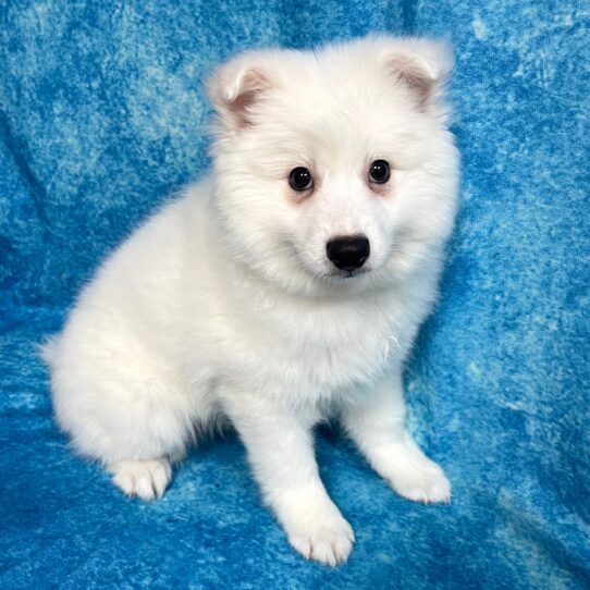 American Eskimo Dog DOG Male White 2732 Petland Pensacola, Florida