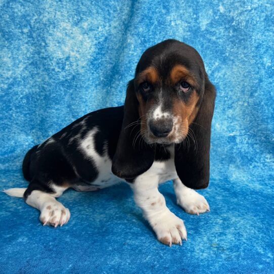 Basset Hound DOG Female Black Tan / White 2724 Petland Pensacola, Florida